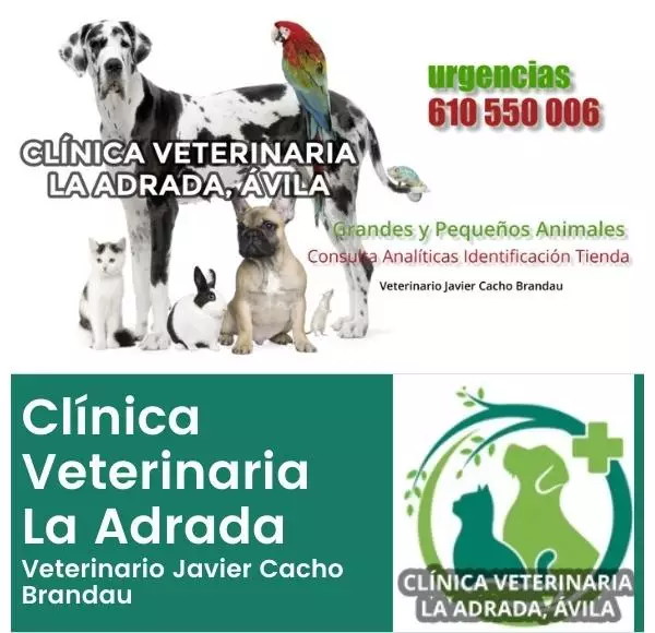 Clínica Veterinaria La Adrada, veterinario Javier Cacho Brandau