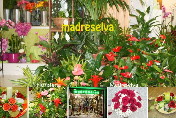 Floristería Madreselva Arte Floral, flores y plantas, ramos de novia, regalos