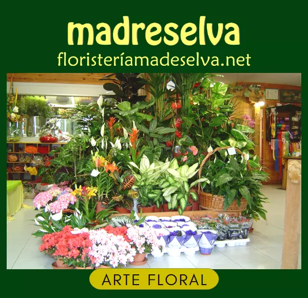Floristería Madreselva flores y plantas arte floral arreglos florales
