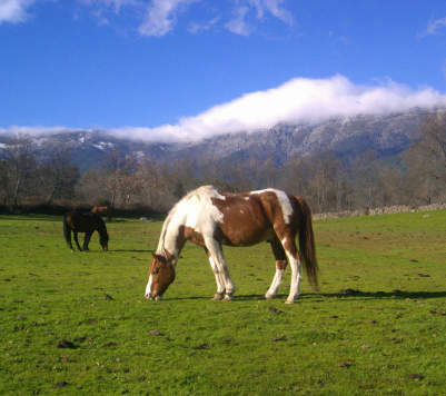 Turismo empresas y recursos de Gredos: A Todo Gredos