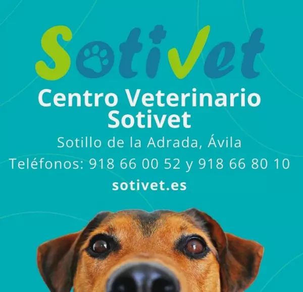 Centro Veterinario Sotivet Sotillo de la Adrada Valle del Tiétar Gredos 