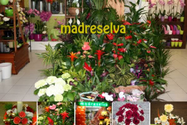 Floristería Madreselva Sotillo de la Adrada Valle del Tiétar sur de Gredos