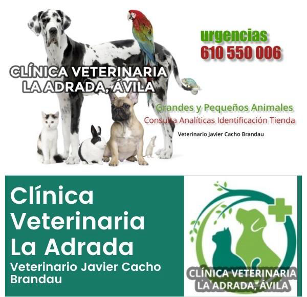 Clínica Veterinaria La Adrada Grandes y pequeños animales